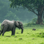 découvrez quel est le meilleur moment pour observer la faune en tanzanie et profitez pleinement de votre safari en admirant les animaux emblématiques dans leur habitat naturel.