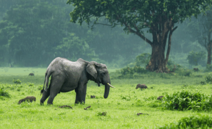 découvrez quel est le meilleur moment pour observer la faune en tanzanie et profitez pleinement de votre safari en admirant les animaux emblématiques dans leur habitat naturel.