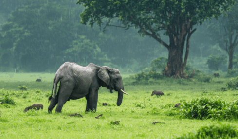 découvrez quel est le meilleur moment pour observer la faune en tanzanie et profitez pleinement de votre safari en admirant les animaux emblématiques dans leur habitat naturel.