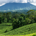 explorez le panama autrement avec terra panama, votre agence locale francophone. vivez des voyages authentiques et personnalisés au cœur de la culture panaméenne.