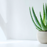 découvrez notre sélection des 7 plantes d'intérieur qui retiennent l'humidité, améliorent la qualité de l'air et apportent une touche de verdure à votre maison.