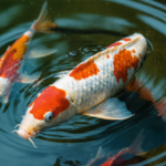 découvrez les carpes koi rares, leur prix élevé et la valeur qui fait d'elles des trésors prisés des passionnés d'aquariophilie.