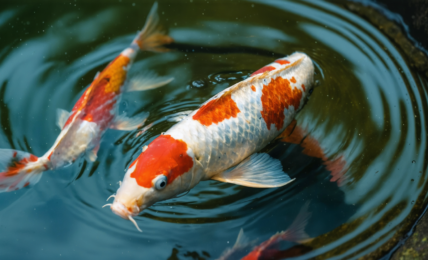 découvrez les carpes koi rares, leur prix élevé et la valeur qui fait d'elles des trésors prisés des passionnés d'aquariophilie.