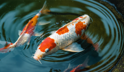 découvrez les carpes koi rares, leur prix élevé et la valeur qui fait d'elles des trésors prisés des passionnés d'aquariophilie.