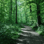découvrez nos meilleures destinations pour s'évader en pleine nature et profiter d'une déconnexion totale, loin du bruit et du stress du quotidien.