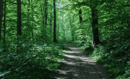 découvrez nos meilleures destinations pour s'évader en pleine nature et profiter d'une déconnexion totale, loin du bruit et du stress du quotidien.