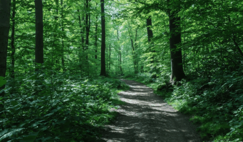 découvrez nos meilleures destinations pour s'évader en pleine nature et profiter d'une déconnexion totale, loin du bruit et du stress du quotidien.