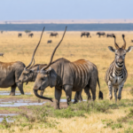 découvrez les meilleurs moments pour observer la faune en tanzanie et vivre des safaris inoubliables au cœur d'une nature sauvage exceptionnelle.