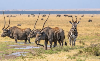 découvrez les meilleurs moments pour observer la faune en tanzanie et vivre des safaris inoubliables au cœur d'une nature sauvage exceptionnelle.