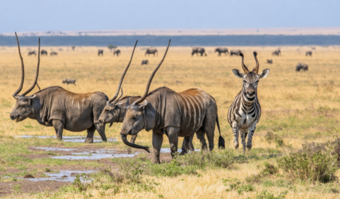 découvrez les meilleurs moments pour observer la faune en tanzanie et vivre des safaris inoubliables au cœur d'une nature sauvage exceptionnelle.