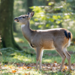 découvrez comment reconnaître et comprendre le cri du chevreuil grâce à notre guide pratique, pour une identification facile et rapide en pleine nature.