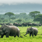 découvrez le moment idéal pour vivre un safari inoubliable en tanzanie et observer la faune sauvage dans son habitat naturel, avec des conseils sur les saisons et les meilleures périodes pour une expérience unique.