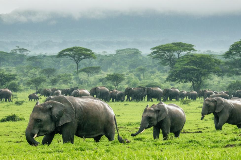 découvrez le moment idéal pour vivre un safari inoubliable en tanzanie et observer la faune sauvage dans son habitat naturel, avec des conseils sur les saisons et les meilleures périodes pour une expérience unique.
