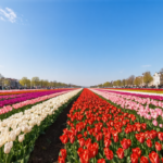 découvrez la meilleure période pour admirer les magnifiques tulipes à amsterdam et vivez une expérience florale inoubliable au cœur des célèbres champs néerlandais.