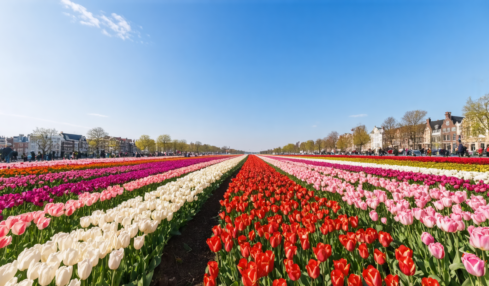 découvrez la meilleure période pour admirer les magnifiques tulipes à amsterdam et vivez une expérience florale inoubliable au cœur des célèbres champs néerlandais.