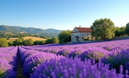 Découvrez la Provence, votre escapade parfaite pour le printemps et l'été